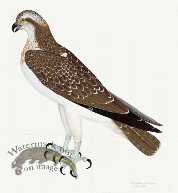 Rudbeck 026 OSPREY 24x26